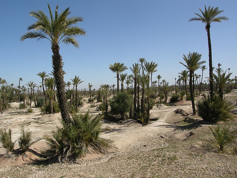 Palmeraie Marrakech